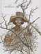 Caatinga : , bd chez Le Lombard de Hermann
